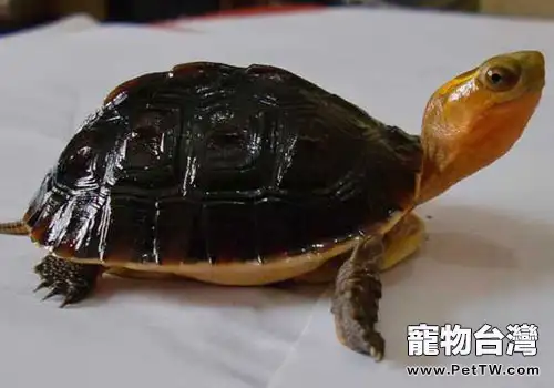 龜飼養與生石灰(1圖)-寵物台灣