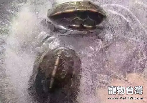 烏龜凍住了該怎麼解凍？