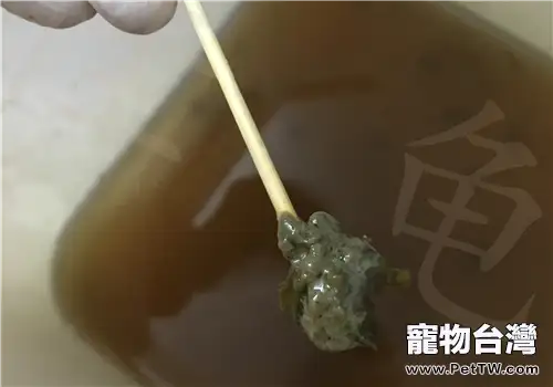 寵物龜腸胃病的治療原則