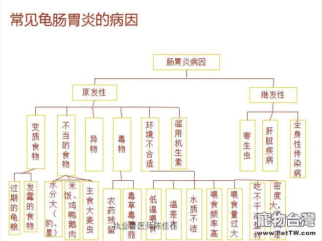 你知道什麼情況下會導致龜腸胃炎嗎？