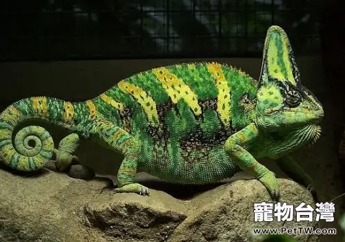 怎麼養好高冠變色龍