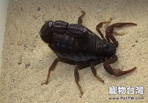 養黑粗尾蠍要注意什麼(1圖)-寵物台灣
