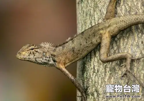 變色樹蜥有哪些習性(1圖)-寵物台灣