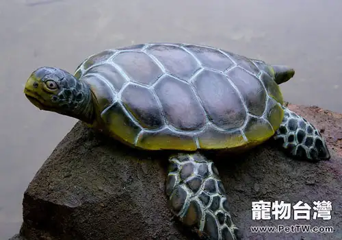 養龜的必備消毒藥有哪些?(1圖)-寵物台灣