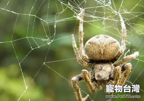 寵物蜘蛛平時吃什麼