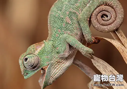 變色龍飼育有什麼技巧