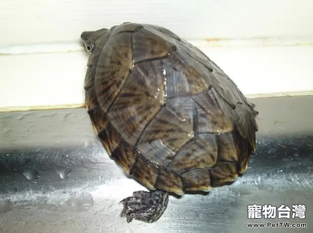 刀背麝香龜的冬眠期(1圖)-寵物台灣