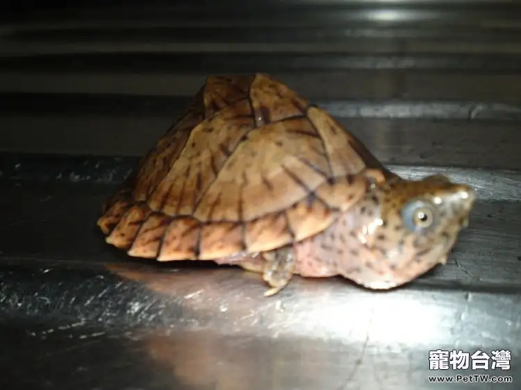 刀背麝香龜能混養嗎(1圖)-寵物台灣