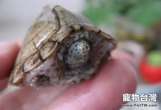 刀背麝香龜的生活習性(1圖)-寵物台灣