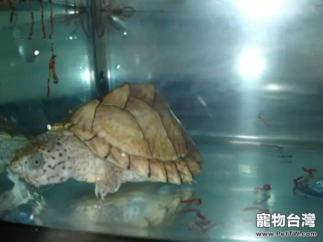 刀背麝香龜資料簡介(1圖)-寵物台灣