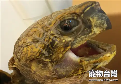 你聽說過龜龜出眠厭食症嗎？