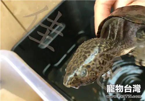 龜出眠厭食症（PHA）的治療方法