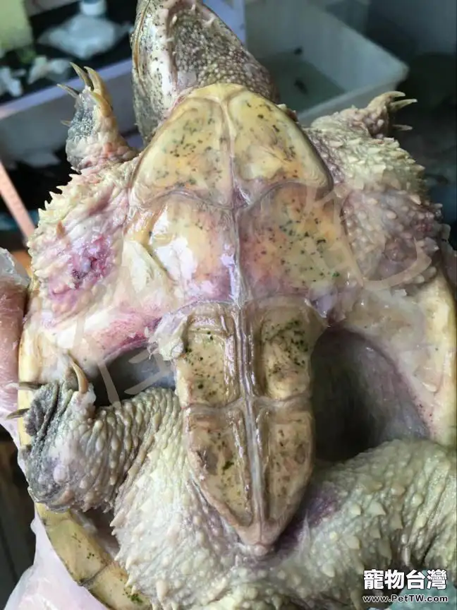 佛鱷龜絕食,全身潰爛病例報告(共6張圖片)-寵物台灣