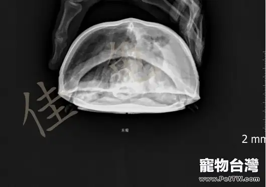 東部箱龜口有粘液,不吃東西的病例報告(共6張圖片)-寵物台灣