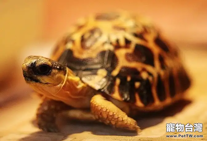 龜龜可食用的營養食物分析