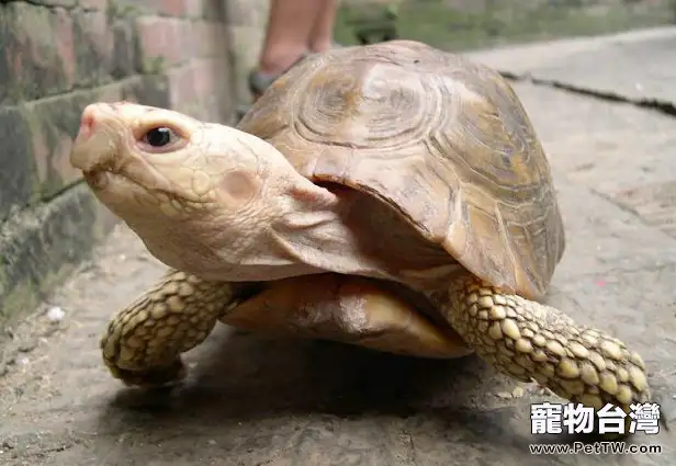 飼養烏龜注意營養均衡