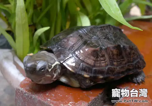 草龜最適宜的飼養水位是多少？