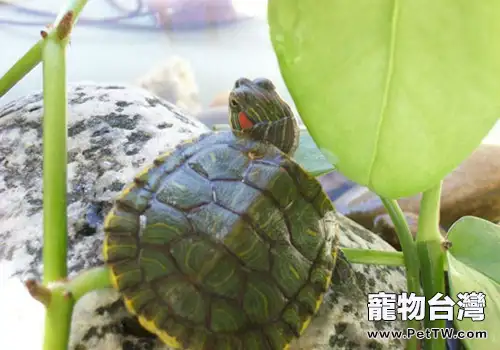 飼養巴西龜的換水頻率