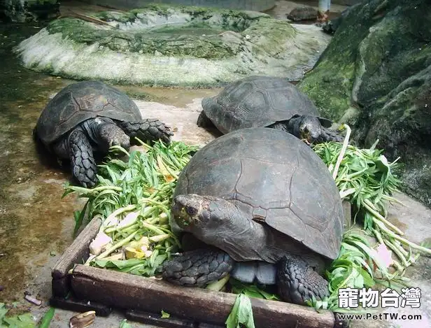 靴腳陸龜的繁殖知識