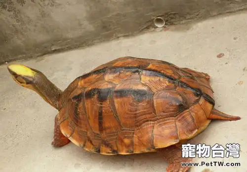 金錢龜是中國的高端禮品?(1圖)-寵物台灣