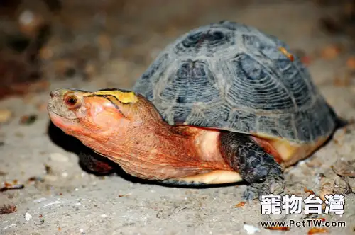 黃緣閉殼龜飼養注意點