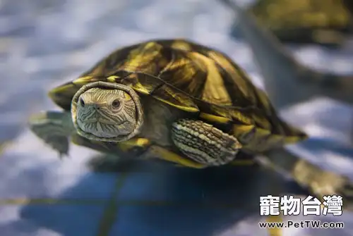 龜怎麼分公母(1圖)-寵物台灣
