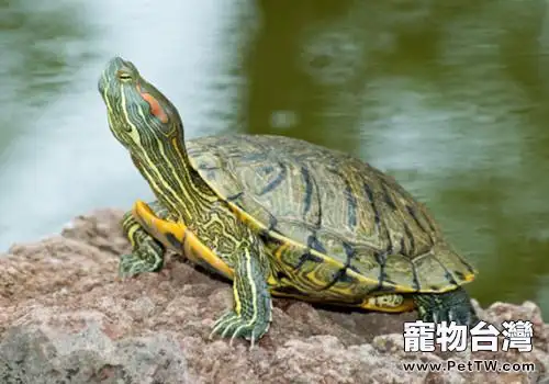 巴西龜怎麼養