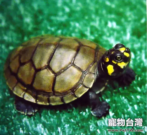 黃頭側頸龜的飼養要點(1圖)-寵物台灣