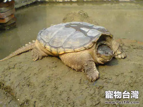 鱷魚龜怎麼養