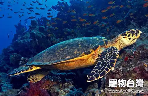 玳瑁是什麼(1圖)-寵物台灣