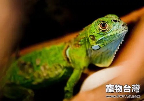 綠鬣蜥好養麼?(1圖)-寵物台灣