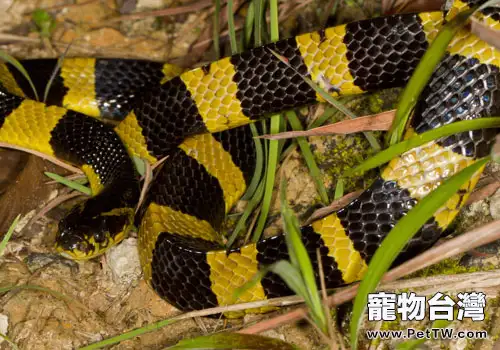 最最致命的毒蛇——金環蛇