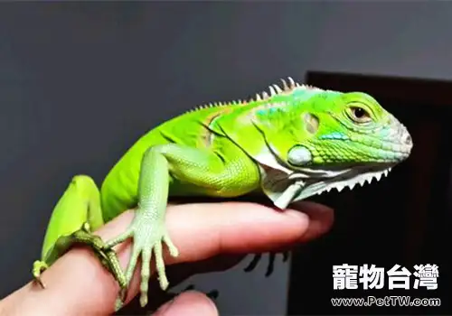 如何調教訓練綠鬣蜥?(1圖)-寵物台灣