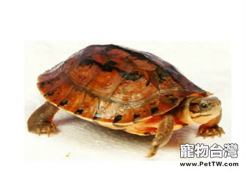 三線閉殼龜的常見病