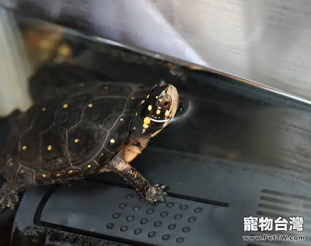 星點水龜的養護知識