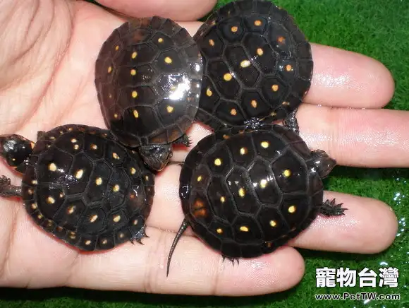 星點水龜的繁殖知識