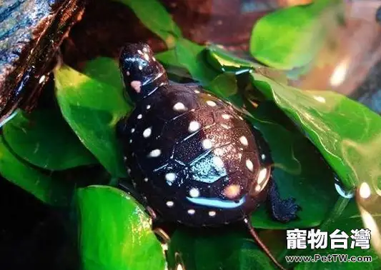 星點水龜的生活習性