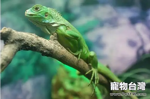綠鬣蜥日常護理養護知識(1圖)-寵物台灣