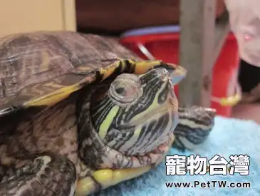 一例巴西龜嚴重白眼病的治療