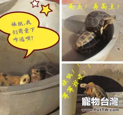 陸龜放養方式每日飼養流程以及日常健康管理（緬甸陸龜為例）