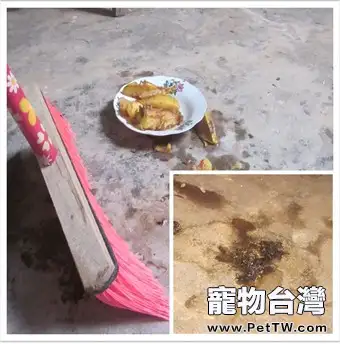 陸龜放養方式每日飼養流程以及日常健康管理（緬甸陸龜為例）