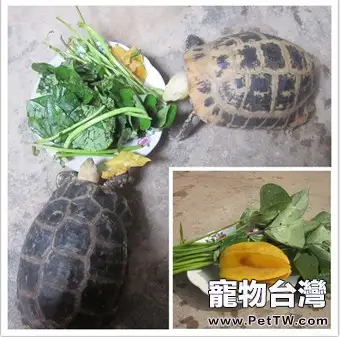 陸龜放養方式每日飼養流程以及日常健康管理（緬甸陸龜為例）