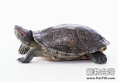巴西龜吃什麼-巴西龜吃什麼長得快?(1圖)-寵物台灣