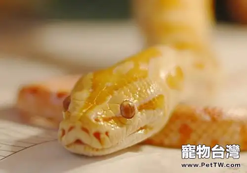 黃金蟒多少錢?黃金蟒適合當寵物嗎?(1圖)-寵物台灣