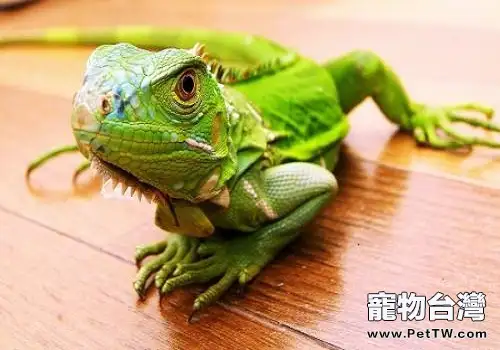 綠鬣蜥多少錢一隻?怎麼飼養綠鬣蜥?(1圖)-寵物台灣