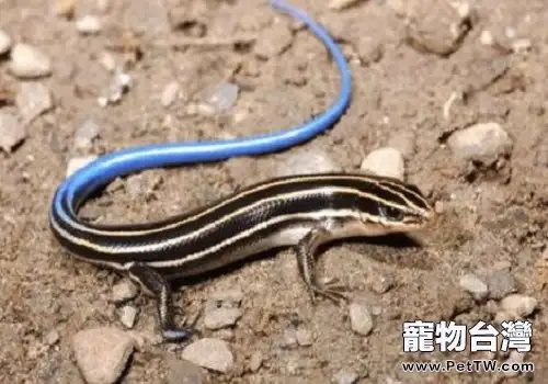 中華石龍子怎麼飼養？中華石龍子飼養方法