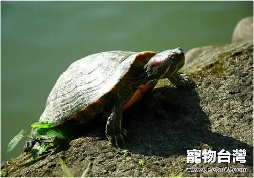 烏龜怎麼養？飼養烏龜要注意的問題