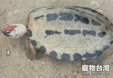 鹹水泥彩龜的繁殖知識