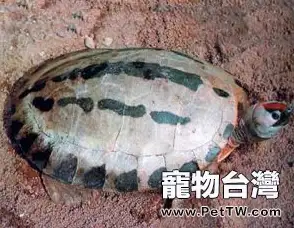 鹹水泥彩龜的飼養方法