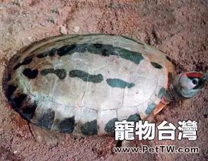 鹹水泥彩龜的飼養方法(1圖)-寵物台灣